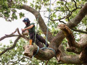 tree removal Stamford CT