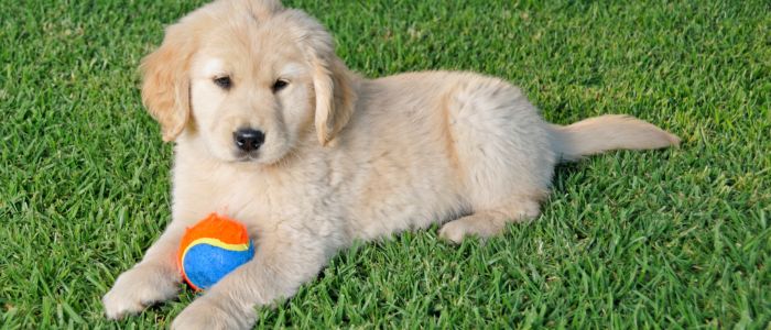 pet turf Stamford CT