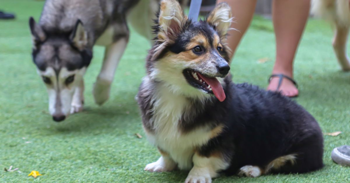 pet friendly artificial turf Stamford CT